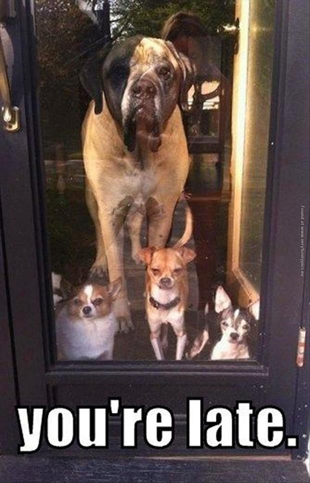 funny pics your late dogs waiting at the door