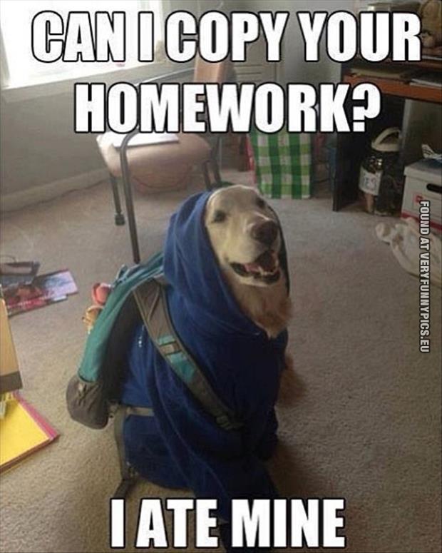 funny picture dog ate my homework