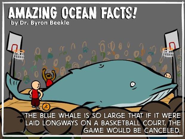 funny pics amazing ocean facts