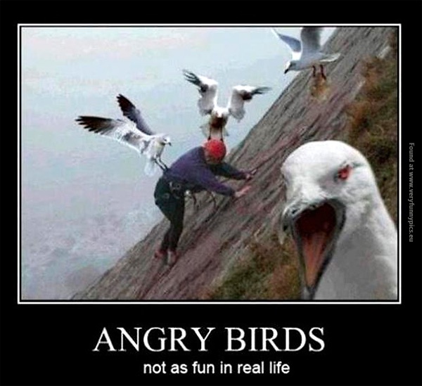 funny-pics-angry-birds-in-real-life