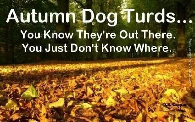 funny pics autumn dog turds