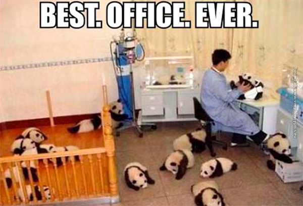 funny-pics-best-office-ever