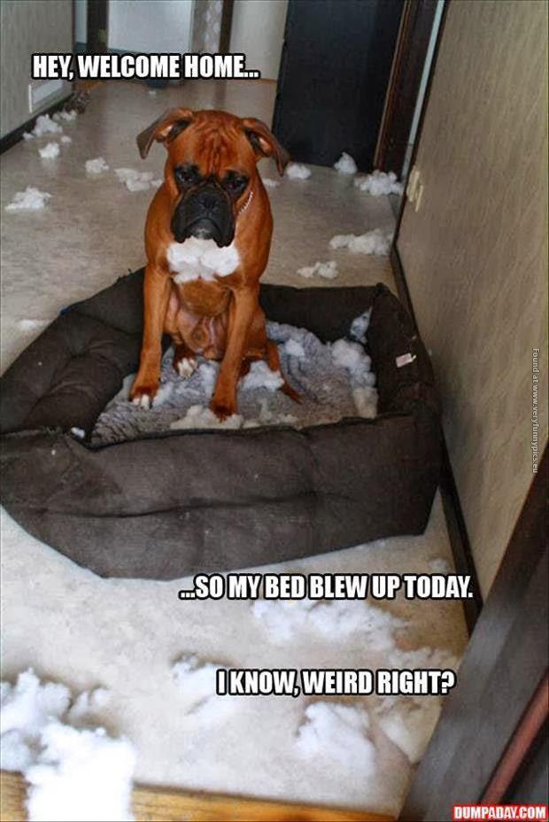 funny pics dogs bed blew up