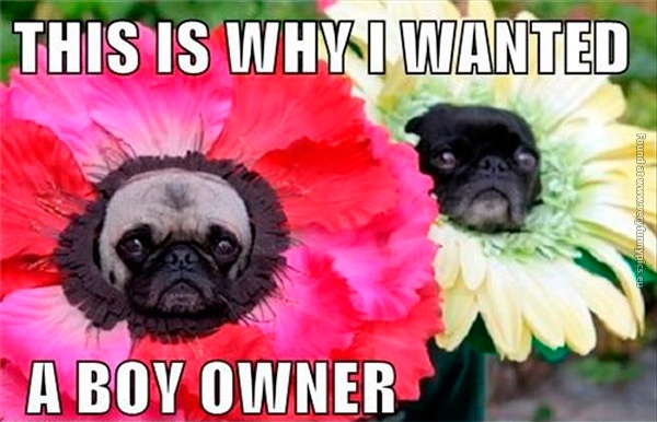 funny-pics-dogs-with-flower-costumes