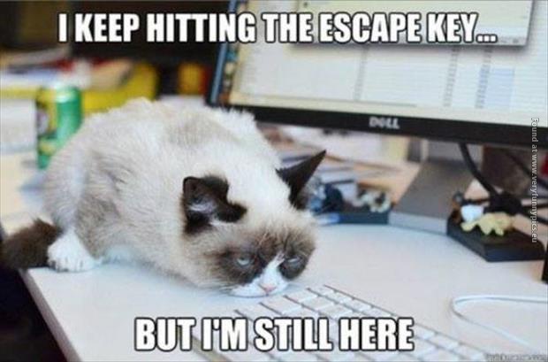 funny pics grumpy keeps pressing the escape key