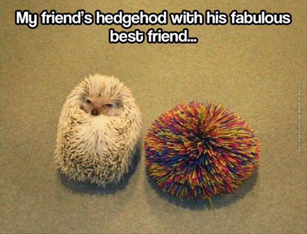 funny pics hedgehog with fabulous best friend
