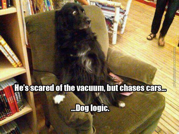 funny pics scared of vacum cleaner dog logic