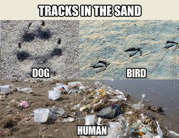 funny-pics-tracks-in-the-sand