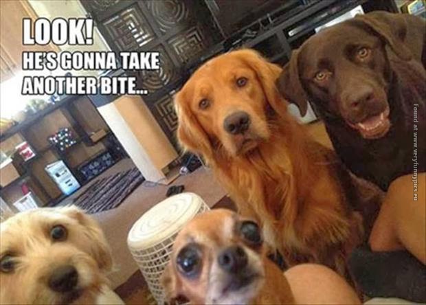 funny pics begging dogs