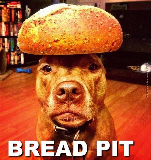 funny pics bread pit