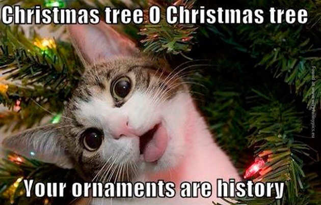 funny-pics-cat-christmas-tree