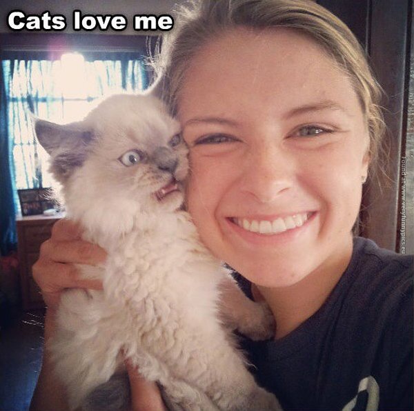 funny pics cats love me