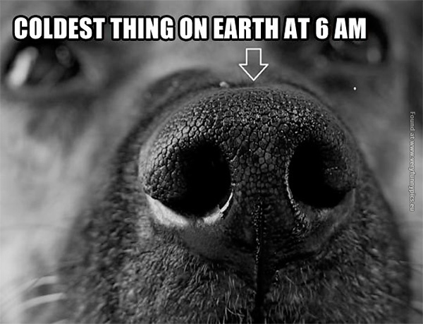 funny-pics-coldest-thing-on-earth-dog-nose