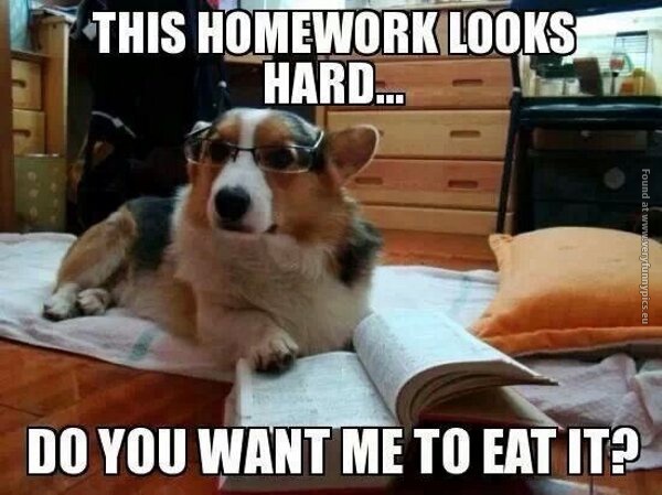 funny pics dog ate my homework