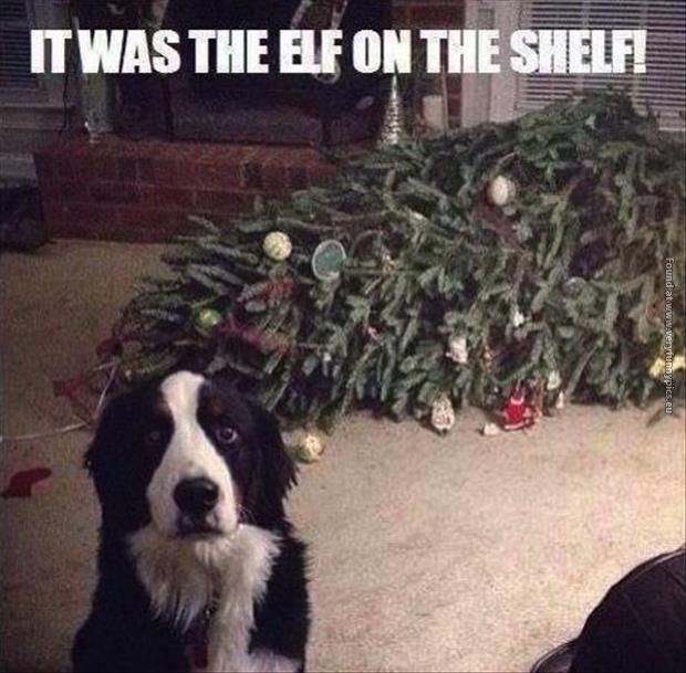 funny pics dog blames the elf on the shelf