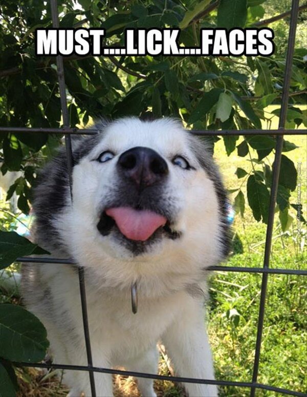 funny pics dog must lick faces