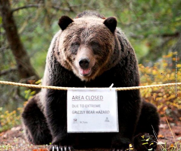 funny pics grizzly bear hazard