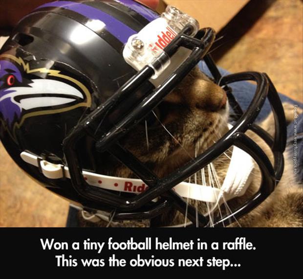 funny cat pic tiny football helmet