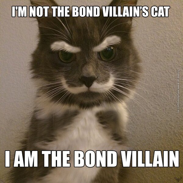 funny cat pics the bond villain