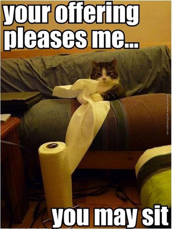 funny cat pics your offering pleases me
