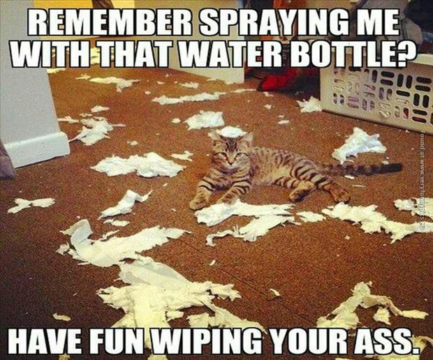 funny pics cat gets revenge for water bottle