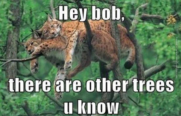 funny pics clingy cougar
