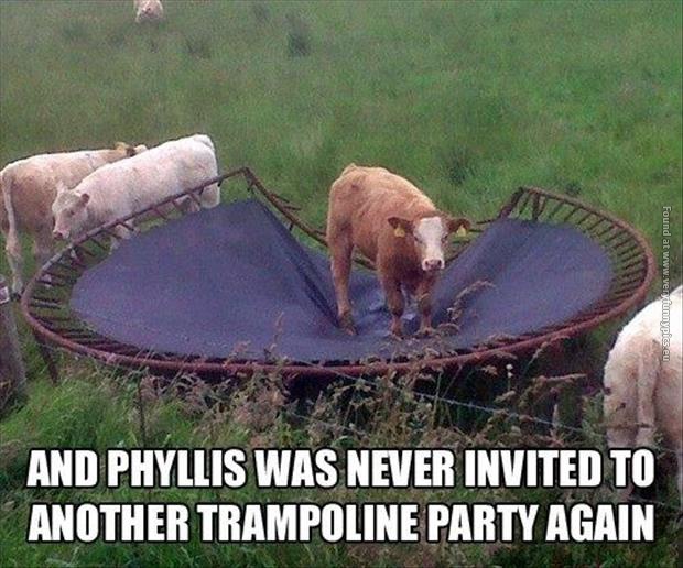 funny pics cow at a trampoline party