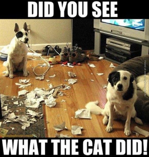 funny pics did you see what the cat did