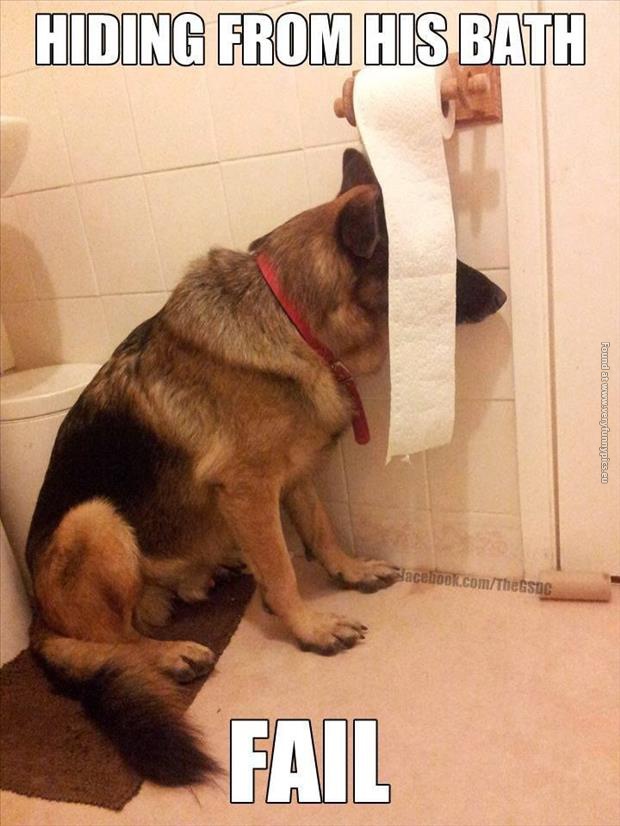 funny pics dog hiding from his bath fail