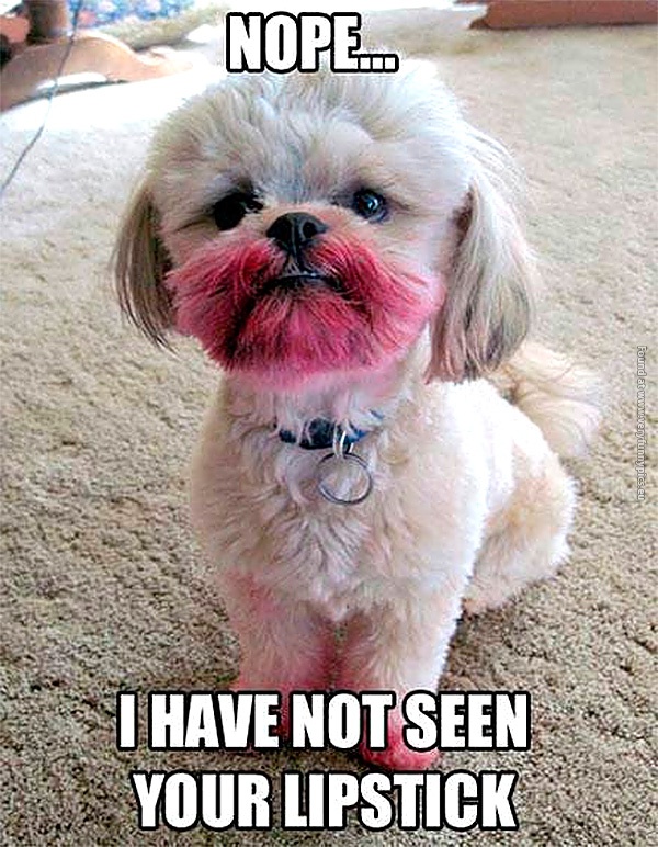funny-pics-dog-nope-i-have-not-seen-your-lipstick