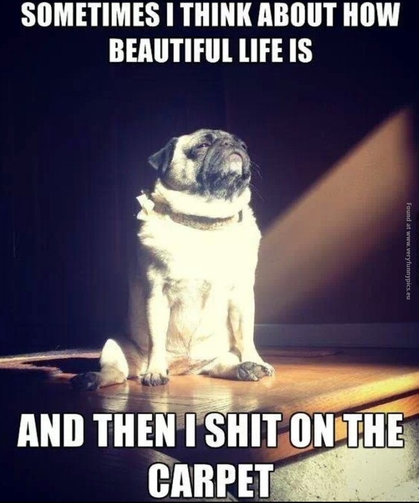 funny pics dog shit on the carpet thinking about life