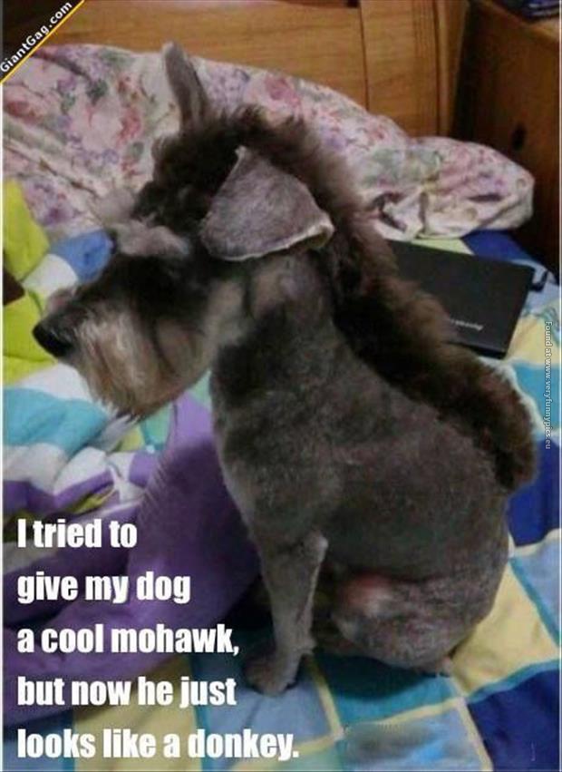 funny pics dog with a mohawk