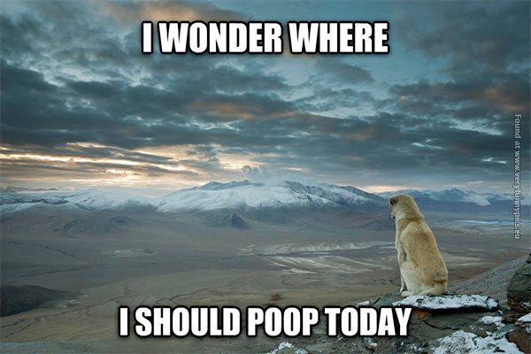 funny-pics-dog-wonder-wher-i-should-poop-today
