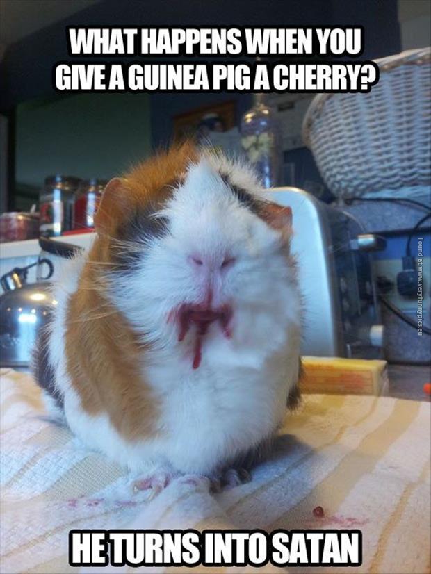 funny pics guinea pig with a cherry
