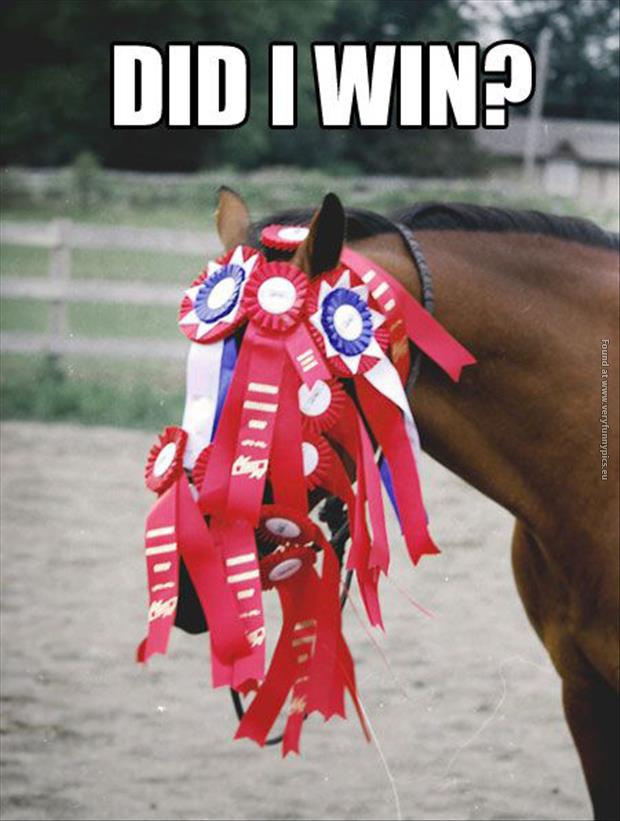funny pics horse with medals did-I-win