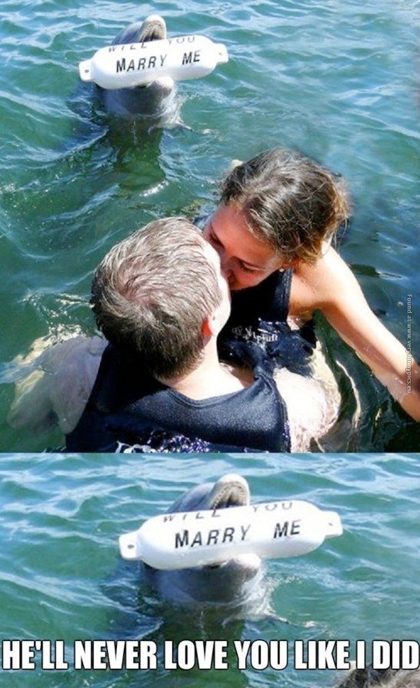 funny-pics-marry-me-seal-proposal