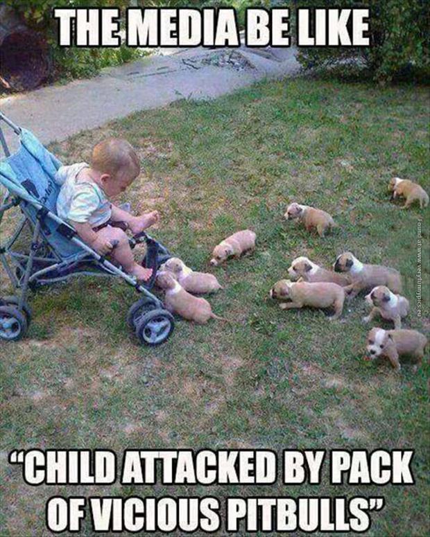 funny pics meda be like child attacked by pitbull