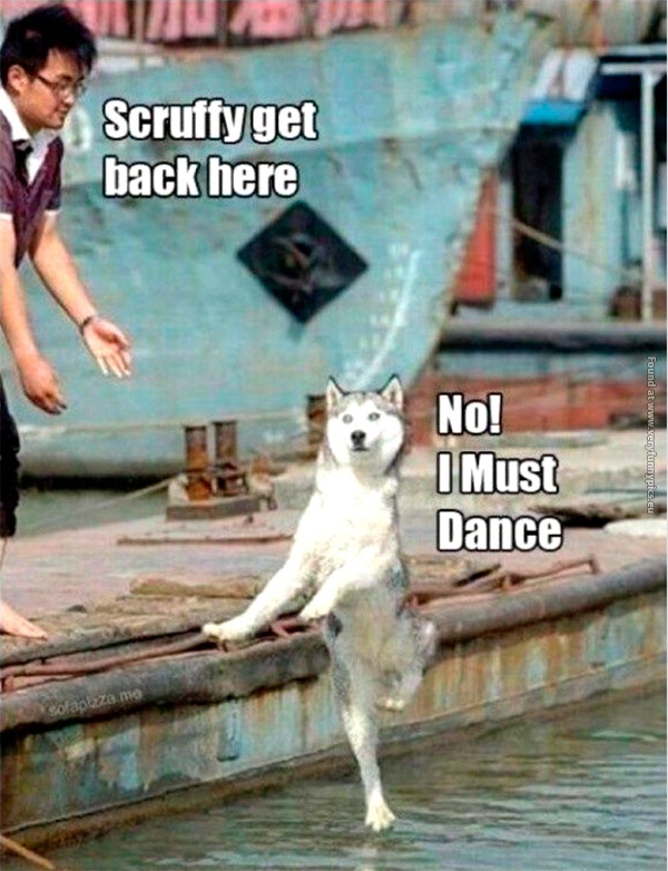 funny-pics-no-i-must-dance-dog