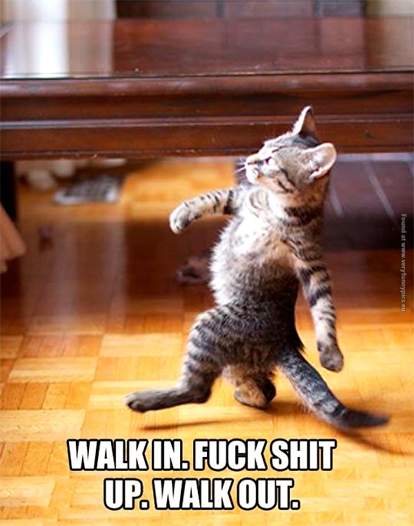 funny-cat-pictures-walk-in-walk-out