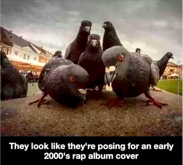 funny-pics-birds-posing-for-an-early-2000s-rap-album-cover