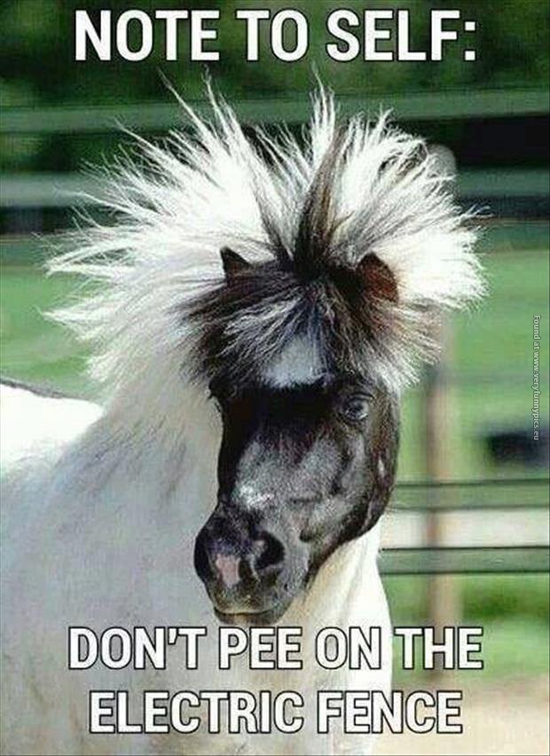 funny pics dont pee on the electric fence