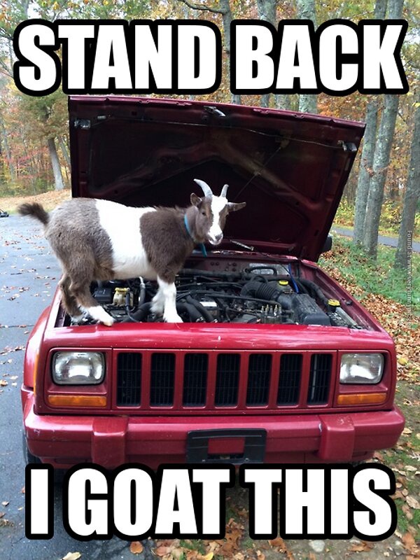 funny pics goat mechanic goat this