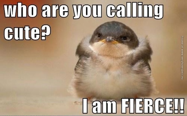 funny-pics-i-am-fierce-bird