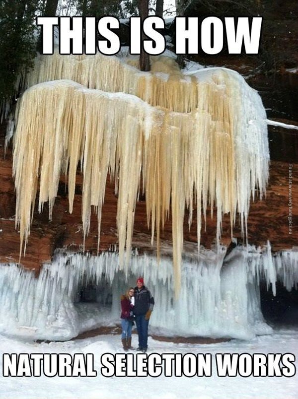 funny pics natural selection ice