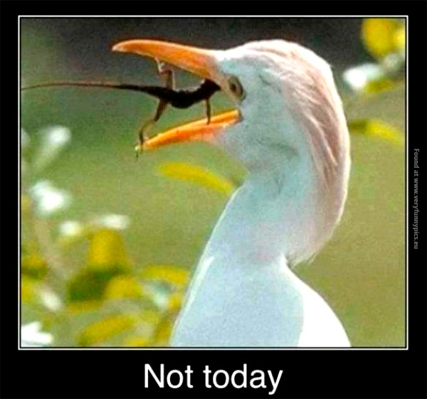 funny-pics-not-today-lizzard-bird