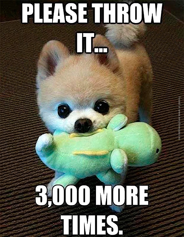 funny-pics-please-throw-it-3000-more-times-cute-dog