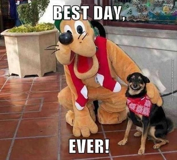 funny-pictures-best-day-ever-dog-meets-goofy