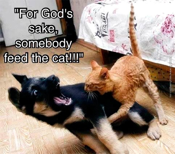 funny-pictures-somebody-feed-the-cat