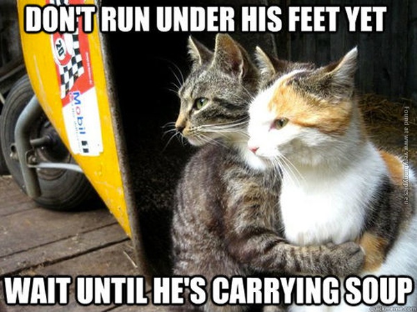 funny-cat-pictures-dont-run-under-his-feet-yet