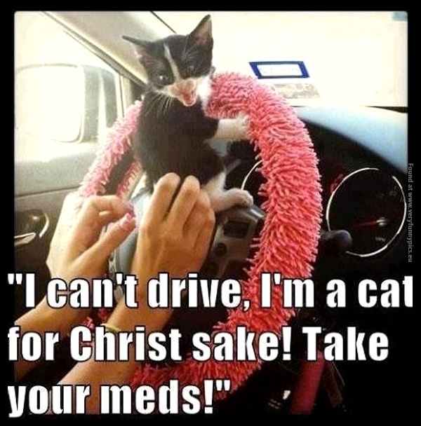 funny-cat-pictures-i-cant-drive-take-your-meds